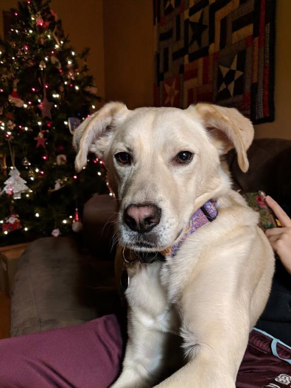 /Images/uploads/Minnesota Spay Neuter Assistance Program/MNSNAP/entries/9393thumb.jpg